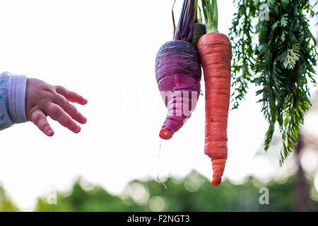 Kaukasische Mädchen Griff nach frischen Karotten Stockfoto