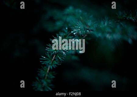 Nahaufnahme von Tautropfen auf immergrüner Baum Ast Stockfoto
