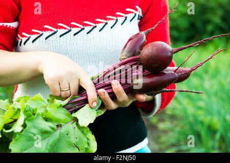 Kaukasischen Bauern halten frische rote Beete im Garten Stockfoto