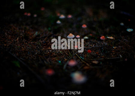 Nahaufnahme von Pilze wachsen in dunklen Wald Stockfoto