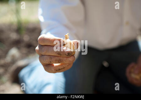 Kaukasische Frau mit Gemüse im Garten Stockfoto