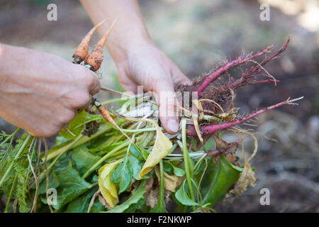 Kaukasische Frau mit frischem Gemüse im Garten Stockfoto