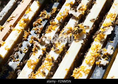 Nahaufnahme von Bienen arbeiten am Bienenstock Stockfoto