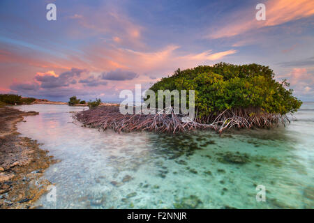 Mangroven in einer tropischen Lagune auf der Insel Curaçao, Niederländische Antillen. Am Sonnenuntergang fotografiert. Stockfoto