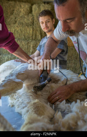 Kaukasischen Bauern Scheren Alpaka auf Bauernhof Stockfoto