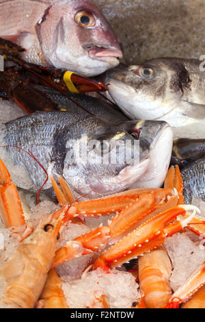 Frischfisch auf Eis bereit, in einem der Restaurants von Marbella (Málaga, Andalusien, Spanien) gekocht werden Stockfoto