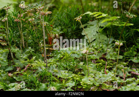 Marchantia Polymorpha, manchmal bekannt als die gemeinsame Lebermoos oder Regenschirm Lebermoos Stockfoto