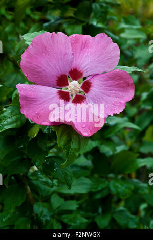 purpurrote Blüte Stockfoto