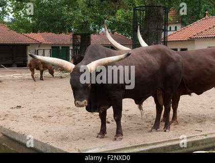 zwei Longhorn Bullen in den Amsterdamer zoo Stockfoto