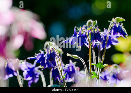 purpurnen Blüten von Aquilegia "Omas Motorhaube" Stockfoto