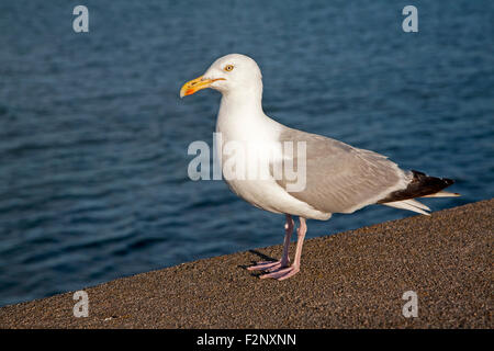 Nahaufnahme der Silbermöwe, Larus Argentatus, stehend auf Wand mit Meer hinter Paignton, Devon, England, UK Stockfoto