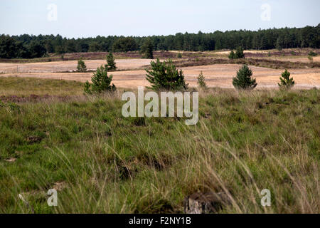 Heide reservieren Kalmthoutse Heide, Kalmthout, Flandern, Belgien Stockfoto