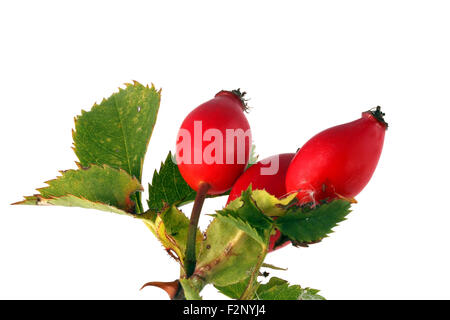 Drei rote Hagebutten und Blätter auf einem weißen Hintergrund. Stockfoto