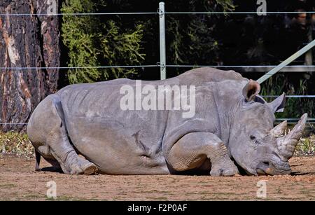 Schwarze Nashorn oder Haken-lippige Rhinoceros (Diceros Bicornis) im Zoo Stockfoto