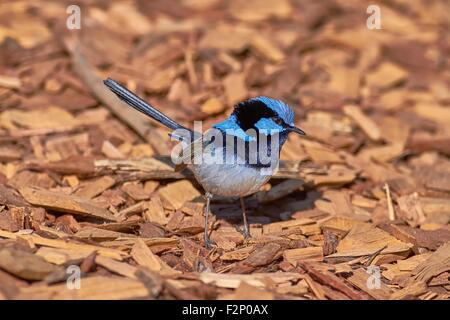 Der hervorragende Fairy-Zaunkönig (Malurus Cyaneus), auch bekannt als der hervorragende blau-Zaunkönig oder umgangssprachlich als das blaue wren Stockfoto