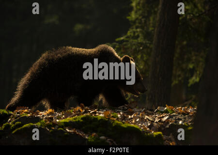 Europäischer Braunbär / Europaeischer Braunbaer (Ursus Arctos) läuft durch einen wilden Wald, schöne Hintergrundbeleuchtung Situation. Stockfoto