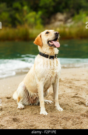Labrador Retriever sitzt am Strand Stockfoto