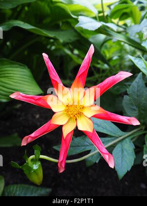 Honka Überraschung Dahlia bei Chenies Manor Garden im Spätsommer. Dieses lebendige Blume hat einen schönen Duft. Stockfoto