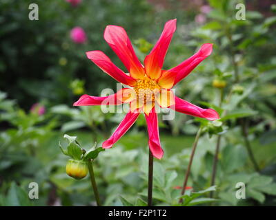 Dahlien blühen mit Knospen und Blätter, eine Landschaft Aspekt der Sorte "Honka Überraschung". Schöne gelbe Zinnober blühten Blumen. Stockfoto