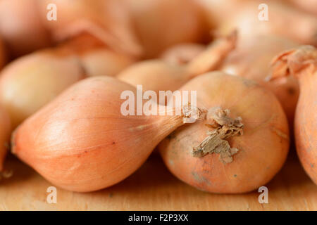 Allium Cepa "Stuttgarter" Steckzwiebeln Januar Stockfoto