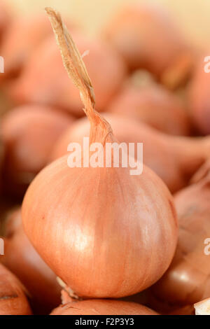 Allium Cepa (Aggregatum Group) "Red Sun" Schalotte Sätze Januar Stockfoto