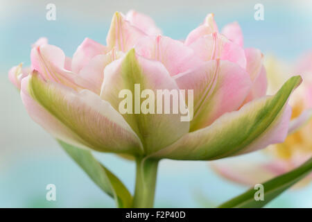 Tulipa 'Peach Blossom' Tulip Doppel Anfang Gruppe März Stockfoto