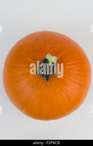 Nahaufnahme von einem Kürbis isoliert auf weiss. Stockfoto