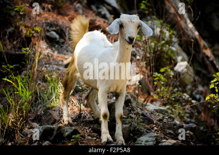 Foto in Nordindien während in der Nähe von Himalaya trekking und Dorfbewohner auf der Durchreise Stockfoto