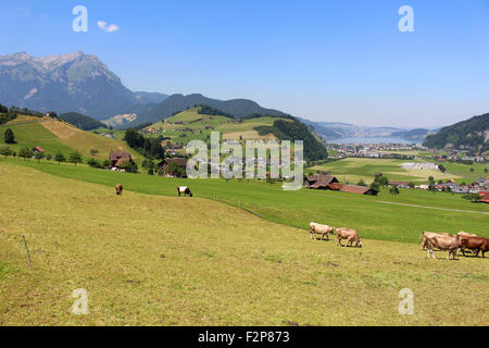 Grasende Kühe den Rasen auf den Hügeln von den Alpen in der Schweiz auf Mount Stastenhorn in der Nähe von Luzern Stockfoto