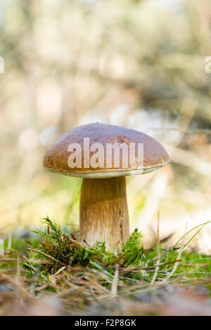 Leckere Steinpilz Pilz Stockfoto
