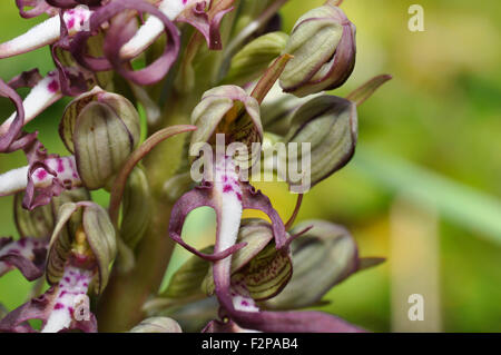 Eidechse Orchidee, Himantoglossum hircinum, auf Sanddünen in Somerset.UK Stockfoto