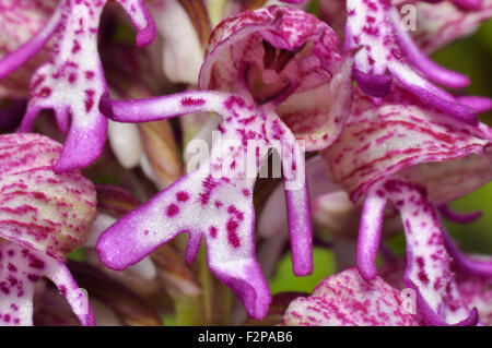 Lady / Affe hybrid Orchid, Purpura x (Orchis simia), Nahaufnahme, Hartslock, Oxfordshire. Großbritannien Stockfoto