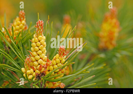 Kiefer, Pinus Sylvestris, männlicher Blütenstand in Finnland. Stockfoto