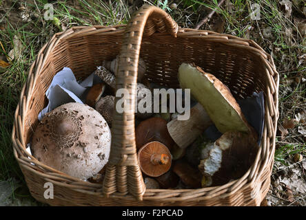 Fahrland, Deutschland. 21. Sep, 2015. Ein Korb mit Pilzen in einem Wald in der Nähe von Fahrland, Deutschland, 21. September 2015. Pilze beginnen, im milden, feuchten Wetter sprießen. Foto: BERND SETTNIK/DPA/Alamy Live-Nachrichten Stockfoto