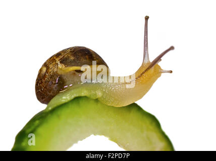 Baby Garten-Schnecke (Helix Aspersa/Cornu Aspersum) 30 Tage alten auf Gurke Stockfoto