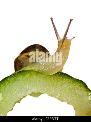 Baby Garten-Schnecke (Helix Aspersa/Cornu Aspersum) 30 Tage alten auf Gurke Stockfoto