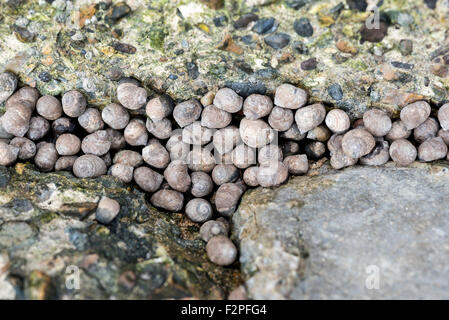 Ein Büschel von essbaren Fältchen an der Meeresküste in Ramsgate, Kent Stockfoto