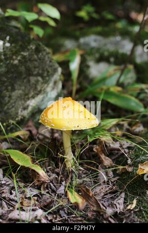 Eine helle gelbe Pilzzucht auf einem Waldboden. Stockfoto