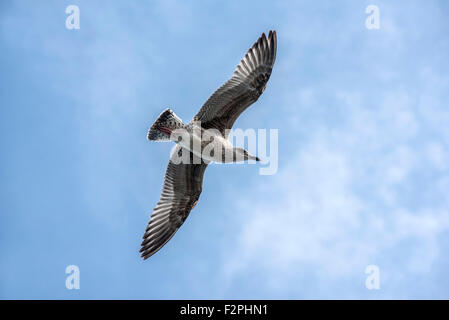 Juvenile Europäische Silbermöwe (Larus Argentatus) im Flug Stockfoto