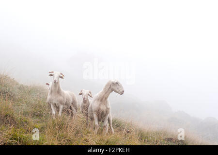 Porträt von Schafen in der Nähe von Laparan See an einem nebligen Tag. Französische Pyrenäen. Ariege. Frankreich. Stockfoto