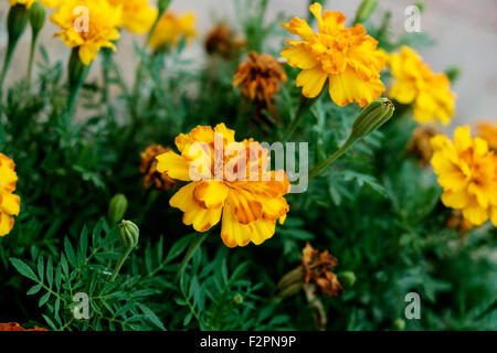 Gelb und Orange Tagetes, Tagetes Patula, in ein Blumenbeet in Oklahoma, USA. Häufig als Gewürz in der Küche verwendet. Stockfoto