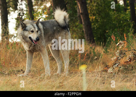 Grauer Hund aus Holz Stockfoto