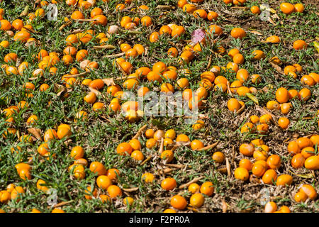 Gefallenen Früchte von einem Baum kumquat Stockfoto