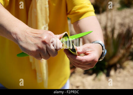 Die Demonstration der Aloe Vera Pflanze für Touristen auf Bio-Bauernhof, Mallorca, Spanien Stockfoto