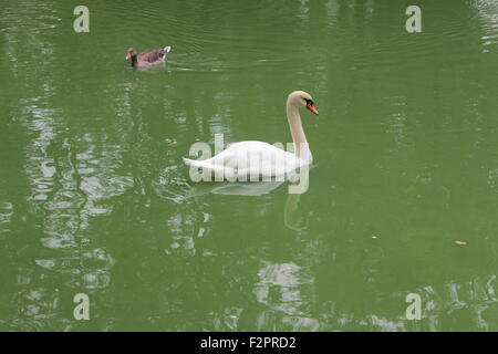 weißer Schwan auf dem See Stockfoto