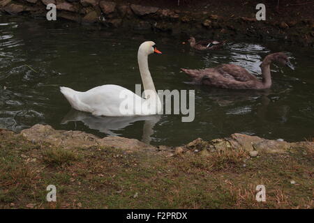 an einem wunderschönen grünen See Schwäne Stockfoto