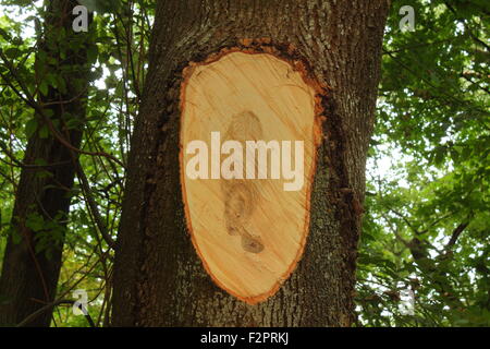 Close-up Schnitt einen Baum gesehen Stockfoto