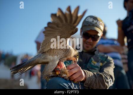 Falkner füttert seinen Vogel eine Wachtel am jährlichen Festival de L'epervier oder Falknerei Festival in El Haouaria in Tunesien Stockfoto