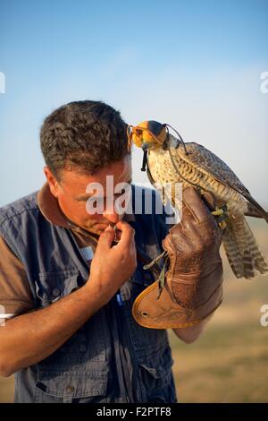 Falkner bereitet seinen Vogel an der jährlichen Festival de L'epervier oder Falknerei Festival in El Haouaria in Tunesien Stockfoto