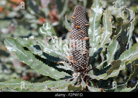 Banksia Menziesii oder auch bekannt als Brennholz Banksia Stockfoto